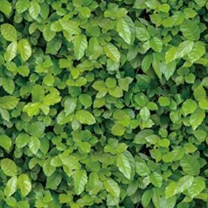 HOMEMATES Self-Adhesive Waterproof Vinyl Wallpaper for Furniture, Doors, and Desktops 45 X 304 CM (Green Grass)